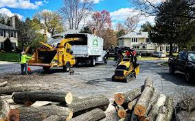 Professional Tree Removal and Landscaping Services in Mchenry, IL